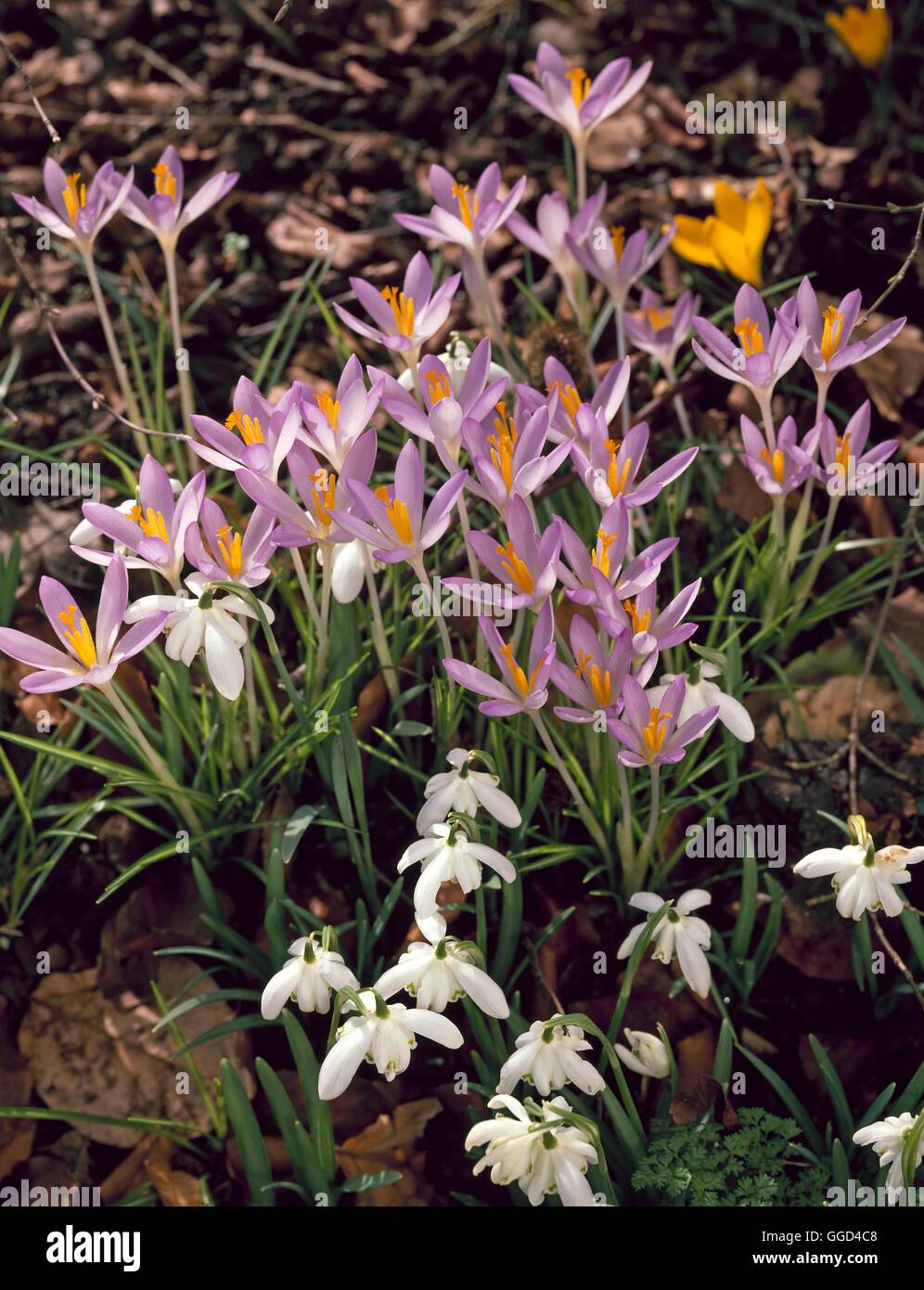 Bulb Garden - with Crocus tommasinianus and Galanthus nivalis `Flore Pleno' AGM   BUG079632     Phot Stock Photo
